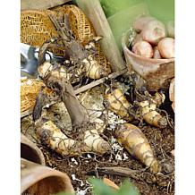 Van Zyverden Reine Charlotte Cannas - Set of 5 Bulbs