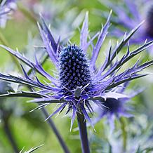 Van Zyverden Sea Holly Jos Eijking Set of 3 Roots