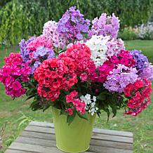Van Zyverden Tall Phlox Mixed Set of 3 Roots