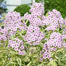 Van Zyverden Tall Phlox Nora Leigh Set of 3 Roots