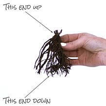 Van Zyverden Tall Phlox Olympus Set of 3 Roots