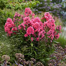 Van Zyverden Tall Phlox Paniculata Cleopatra Set of 3 Roots