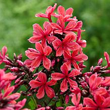 Van Zyverden Tall Phlox Paniculata Cleopatra Set of 3 Roots