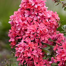 Van Zyverden Tall Phlox Paniculata Cleopatra Set of 5 Roots