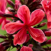 Van Zyverden Tall Phlox Paniculata Cleopatra Set of 5 Roots