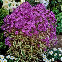Van Zyverden Tall Phlox Paniculata Harlequin Set of 3 Roots