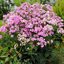 Van Zyverden Tall Phlox Paniculata Starburst Set of 5 Roots