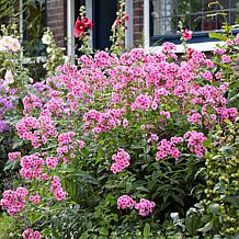 Van Zyverden Tall Phlox Paniculata Starburst Set of 5 Roots