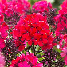 Van Zyverden Tall Phlox Paniculata Starfire Set of 5 Roots