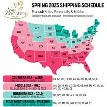 Van Zyverden Tall Phlox Paniculata Starfire Set of 5 Roots