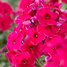 Van Zyverden Tall Phlox Patriotic Festival Blend - Set of 5 Roots