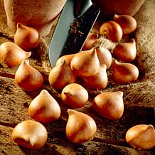 Van Zyverden Tulips Perennial Mixture - 35 Bulbs