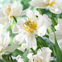 Van Zyverden Tulips Popcorn, Set of 25 Bulbs
