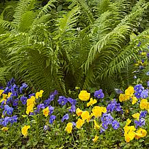 Van Zyverden Woodland Plant TN Ostrich Glade Fern 1 Root
