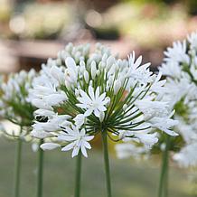 VanZyverden Agapanthus White Roots 3-Pack
