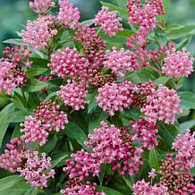 VanZyverden Asclepias Save The Monarchs Oasis Set of 11 Roots