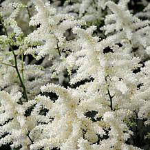VanZyverden Astilbe Bridal Veil® Roots 5-Pack