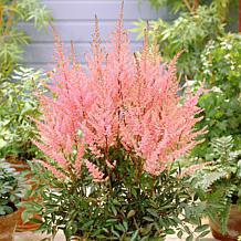 VanZyverden Astilbe Erika Roots 5-Pack