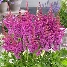 VanZyverden Astilbe Visions® Kit w/ Planter, Planting Medium and Roots