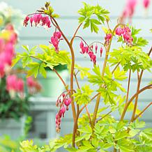 VanZyverden Bleeding Heart Kit w/ Planter, Planting Medium and Root