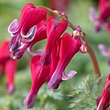 VanZyverden Bleeding Hearts Fire Island Root