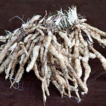 VanZyverden Bleeding Hearts Valentine® Roots 2-Pack