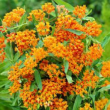 VanZyverden Butterfly Milkweed Kit w/ Planter, Planting Medium & Roots