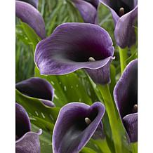 VanZyverden Callas Akela 5-piece Bulb Set
