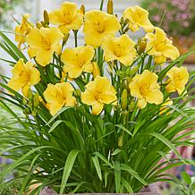 VanZyverden Day Lily Kit w/ Ratten Planter, Planting Medium and Root
