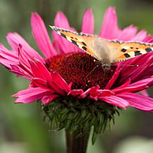 VanZyverden Echinacea Fatal Attraction - Set of 3 Roots