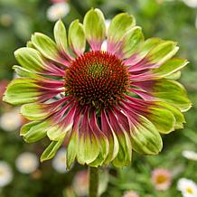 VanZyverden Echinacea Green Twister - Set of 3 Roots