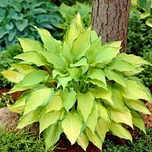 VanZyverden Hosta Lady Guinevere - Set of 3 Roots