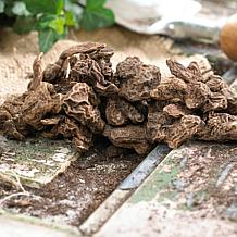 Wind Flowers Anemone Meron Bordeaux Set of 25 Bulbs