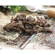 Wind Flowers Anemones Darkest Blue Set of 25 Bulbs