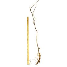 Wisteria Purple Root Stock