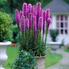 Blazing Star Giant Liatris Spicata - 25 Mammoth Bulbs