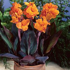 Cannas Bronze Leafed Wyoming Set of 6 Bulbs