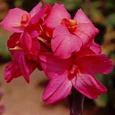 Cannas Dwarf Pink Futurity Set of 6 Bulbs