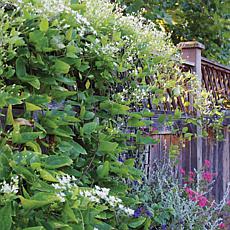 Clematis Sweet Autumn 4" Potted Rocketliners®