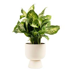 Costa Farms Live 16" Tall Dieffenbachia Indoor Plant in Décor