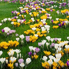Crocus Large Flowering Blend Set of 100 Bulbs