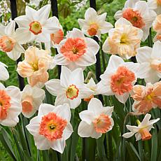 Daffodils Pink Mixture Set of 25 Bulbs