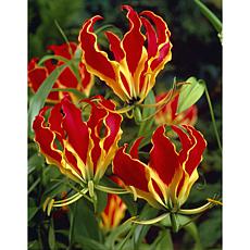 Gloriosa Rothschildiana Set of 3 Root