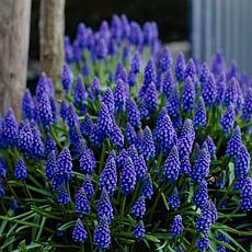 Grape Hyacinth Set of 50 Bulbs