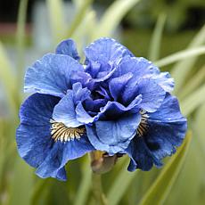Iris Siberica Double Concord Crush Set of 5 Roots