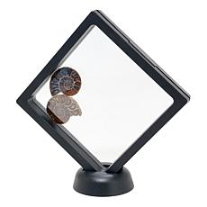 Jay King Small Ammonite Specimen Pair in Frame