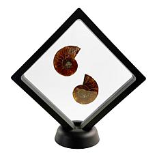 Jay King Small Ammonite Specimen Pair in Frame