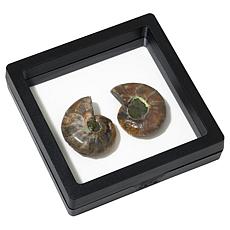 KALIFANO Ammonite Specimens in Black Frame