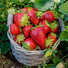 Leaf & Petal 24-Piece Berry Blast Strawberries 
