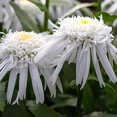 Leaf & Petal 3-Piece Carpet Angel Shasta Daisies